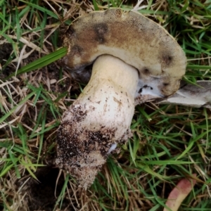 Tylopilus sp. at Eurobodalla National Park - 2 May 2024 11:00 AM