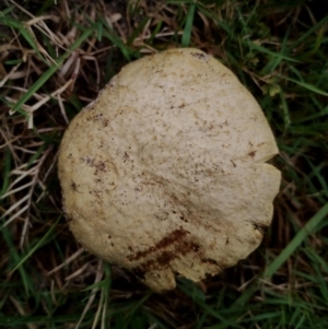 Tylopilus sp. at Eurobodalla National Park - 2 May 2024 11:00 AM