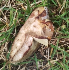 Tylopilus sp. at Eurobodalla National Park - 2 May 2024 11:00 AM