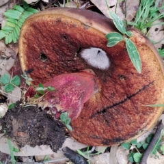 Boletus barragensis at Eurobodalla National Park - 2 May 2024 by Teresa