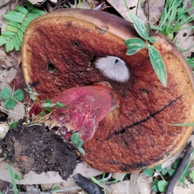 Boletus barragensis at Potato Point, NSW - 2 May 2024 by Teresa