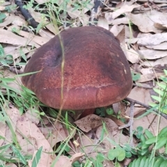 Boletus barragensis at Eurobodalla National Park - 2 May 2024 01:24 PM