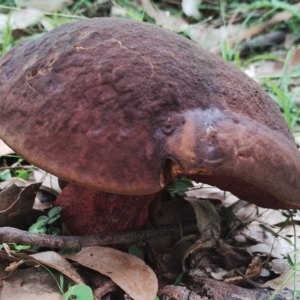 Boletus barragensis at Eurobodalla National Park - 2 May 2024 01:24 PM