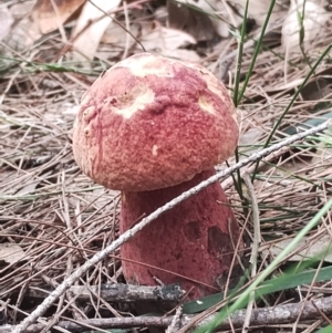 Bolete sp. at Potato Point, NSW - 2 May 2024 11:45 AM