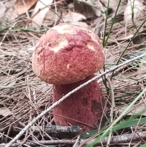 Bolete sp. at suppressed by Teresa