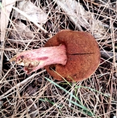 Bolete sp. at Potato Point, NSW - 2 May 2024