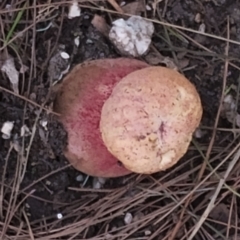 Bolete sp. at Potato Point, NSW - 2 May 2024