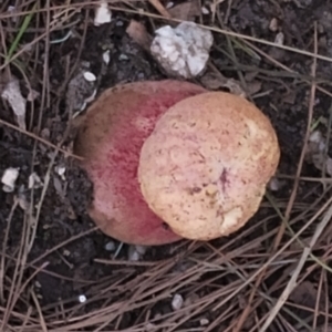 Bolete sp. at Potato Point, NSW - 2 May 2024 11:45 AM