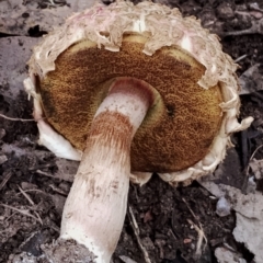 Boletellus sp. (Boletellus) at Potato Point, NSW - 2 May 2024 by Teresa