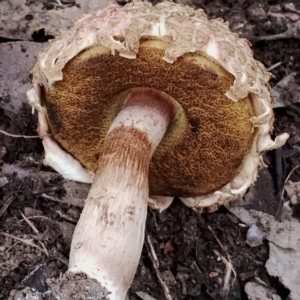 Boletellus sp. at Eurobodalla National Park - 2 May 2024