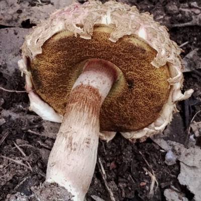 Unidentified Bolete - Fleshy texture, stem central (more-or-less) at Potato Point, NSW - 2 May 2024 by Teresa