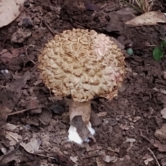 Boletellus sp. at Eurobodalla National Park - 2 May 2024