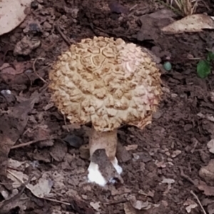 Boletellus sp. at Eurobodalla National Park - 2 May 2024