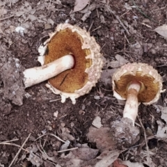 Boletellus sp. at Eurobodalla National Park - 2 May 2024 01:41 PM