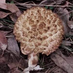 Boletellus sp. at Eurobodalla National Park - 2 May 2024