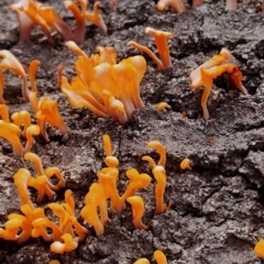 Dacryopinax spathularia (Dacryopinax spathularia) at Eurobodalla National Park - 2 May 2024 by Teresa