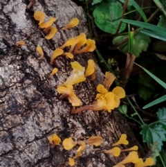 Dacryopinax spathularia at Eurobodalla National Park - 2 May 2024