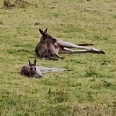 Macropus giganteus (Eastern Grey Kangaroo) at Potato Point, NSW - 2 May 2024 by Teresa