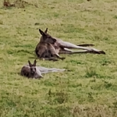 Macropus giganteus (Eastern Grey Kangaroo) at Eurobodalla National Park - 2 May 2024 by Teresa