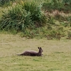 Macropus giganteus at Eurobodalla National Park - 2 May 2024 12:17 PM