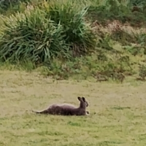 Macropus giganteus at Eurobodalla National Park - 2 May 2024 12:17 PM