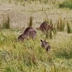 Macropus giganteus at Eurobodalla National Park - 2 May 2024