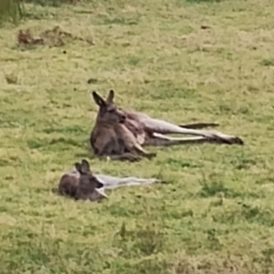 Macropus giganteus at Eurobodalla National Park - 2 May 2024