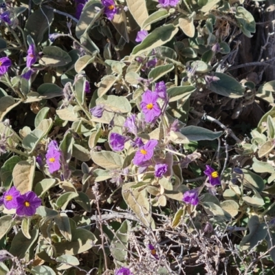 Solanum sp. at suppressed - 3 May 2024 by Mike