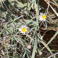 Unidentified Daisy at Callanna, SA - 3 May 2024 by Mike