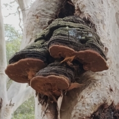 Phellinus robustus (Phellinus robustus) at Potato Point, NSW - 2 May 2024 by Teresa