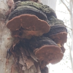 Phellinus robustus at suppressed - suppressed