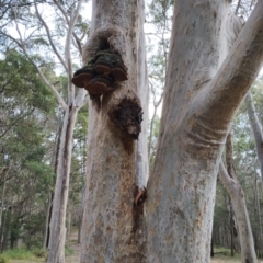 Phellinus robustus at suppressed - suppressed