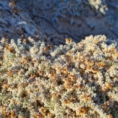 Unidentified Other Shrub at Stuarts Creek, SA - 2 May 2024 by Mike