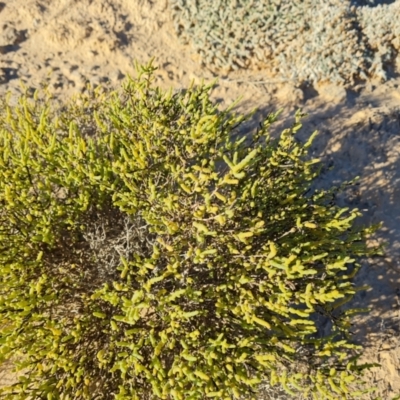 Unidentified Other Shrub at Stuarts Creek, SA - 3 May 2024 by Mike