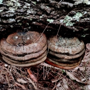 Phellinus sp. at Potato Point, NSW - 2 May 2024