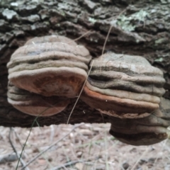 Phellinus sp. at Potato Point, NSW - 2 May 2024