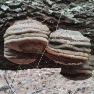 Phellinus sp. at Potato Point, NSW - 2 May 2024