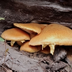 Gymnopilus junonius (Spectacular Rustgill) at Potato Point, NSW - 2 May 2024 by Teresa