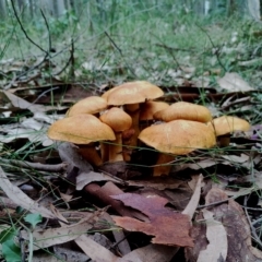 Gymnopilus junonius at Potato Point, NSW - 2 May 2024