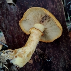 Gymnopilus junonius at Potato Point, NSW - 2 May 2024