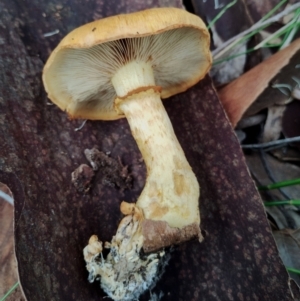 Gymnopilus junonius at Potato Point, NSW - 2 May 2024