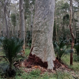 Gymnopilus junonius at Potato Point, NSW - 2 May 2024