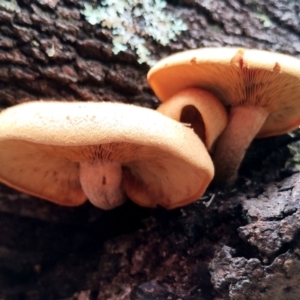 Gymnopilus sp. (Gymnopilus) at Potato Point, NSW by Teresa