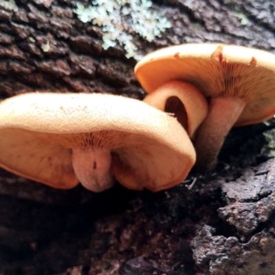 Gymnopilus sp. (Gymnopilus) at Potato Point, NSW - 2 May 2024 by Teresa