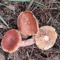 Lactarius eucalypti (Lactarius eucalypti) at Potato Point, NSW - 2 May 2024 by Teresa