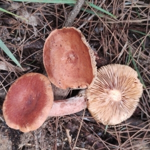 Lactarius eucalypti at Potato Point, NSW - 2 May 2024