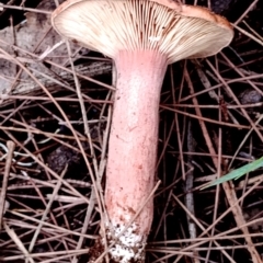 Lactarius eucalypti at Potato Point, NSW - 2 May 2024