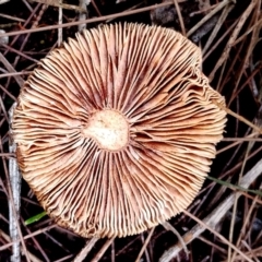 Lactarius eucalypti at Potato Point, NSW - 2 May 2024