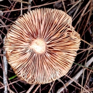 Lactarius eucalypti at Potato Point, NSW - 2 May 2024