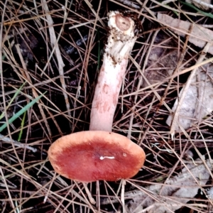 Lactarius eucalypti at Potato Point, NSW - 2 May 2024